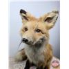 Image 8 : Taxidermy Mount : Red Fox : From African Safari (2009) (Total Measures : 18"H x 14"W x 22"D)