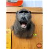 Image 1 : Taxidermy Mount : Baboon (Female) : From African Safari (2009) (Measures : 13"H x 23"W x 13"D)