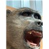 Image 2 : Taxidermy Mount : Baboon (Female) : From African Safari (2009) (Measures : 13"H x 23"W x 13"D)