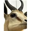 Image 2 : Taxidermy Mount : Springbok : From African Safari (2009) (Total Measures : 23"H x 12"W x 18"D)