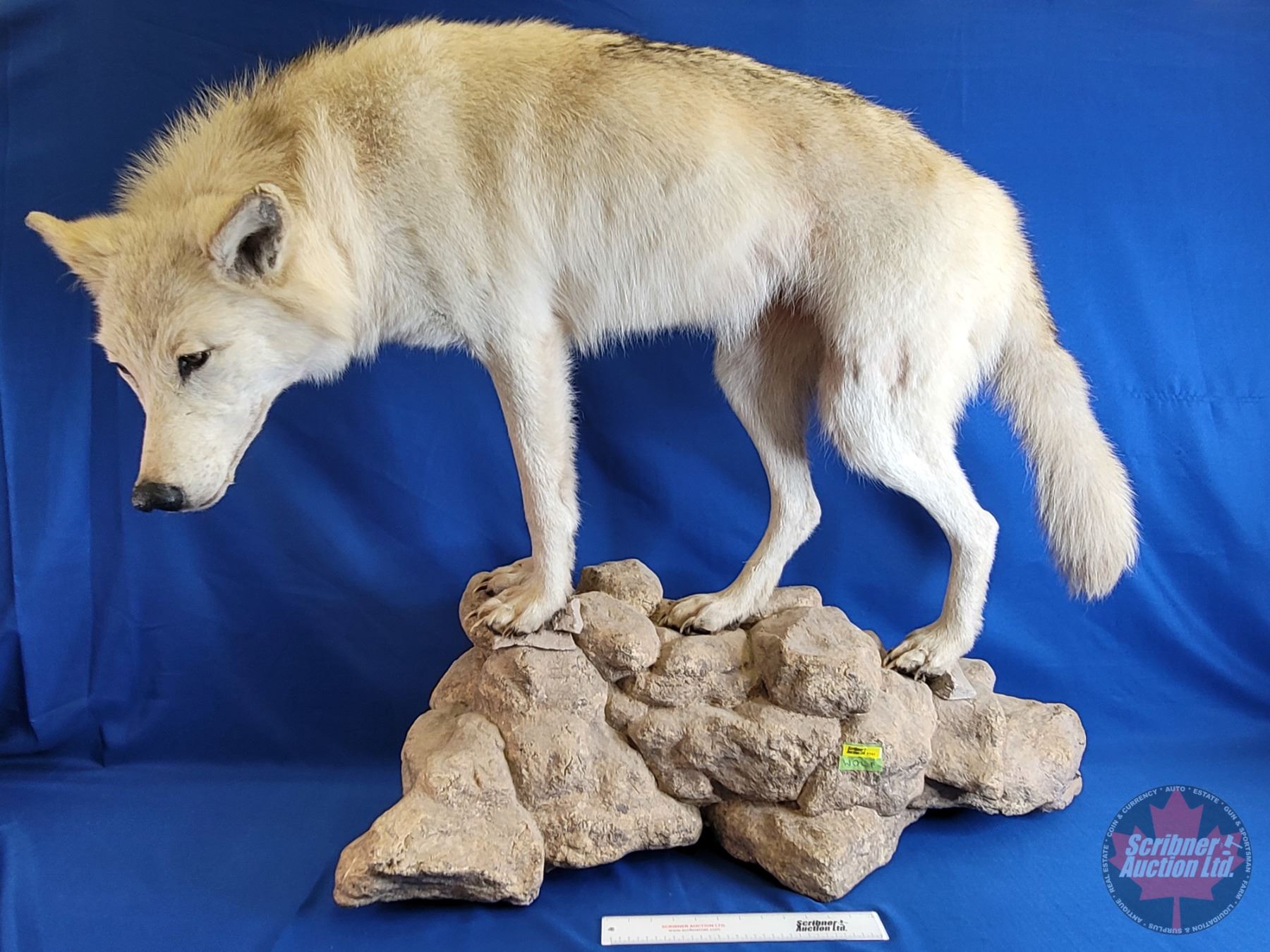 Taxidermy Full Mount : White Timberwolf (Female) (Posed On Rock Display ...