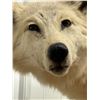 Image 2 : Taxidermy Full Mount : White Timberwolf (Female)  (Posed On Rock Display) (Total Measurements : 39H"