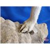Image 8 : Taxidermy Full Mount : White Timberwolf (Female)  (Posed On Rock Display) (Total Measurements : 39H"