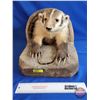 Image 1 : Taxidermy Mount : Badger  (Total Measurements : 13"H x 14"W x 17"L)