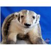 Image 8 : Taxidermy Mount : Badger  (Total Measurements : 13"H x 14"W x 17"L)