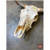 Image 2 : Bleached Steer Skull  (20"H x 24"W) (SEE PICS!)