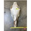 Image 1 : Bleached Horse Skull (21"H x 9"W) (SEE PICS!)