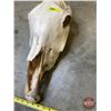 Image 2 : Bleached Horse Skull (21"H x 9"W) (SEE PICS!)