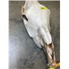 Image 3 : Bleached Horse Skull (21"H x 9"W) (SEE PICS!)