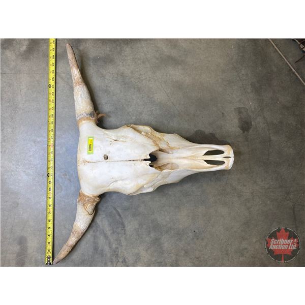 Bleached Steer Skull (21"H x 28"W) (SEE PICS!)