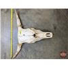 Image 1 : Bleached Steer Skull (21"H x 28"W) (SEE PICS!)