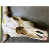 Image 2 : Bleached Steer Skull (21"H x 28"W) (SEE PICS!)