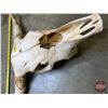 Image 3 : Bleached Steer Skull (21"H x 28"W) (SEE PICS!)