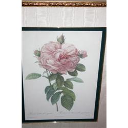 Print of a Flower 29 x 21""