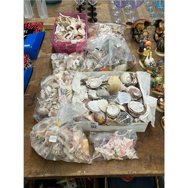 Sea Shell Collection