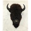 Image 2 : Buffalo Head Mount