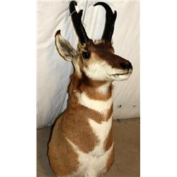 Antelope Head