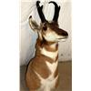 Image 1 : Antelope Head