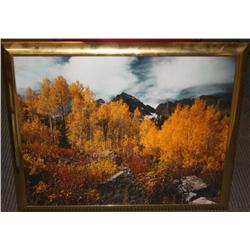 Framed Photo of Trees Changing Colors