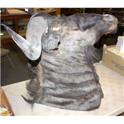 Wilderbeast Head