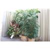 Image 1 : Lot Of Large Fake Plants