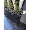 Image 2 : Birch Wood Planter Box
