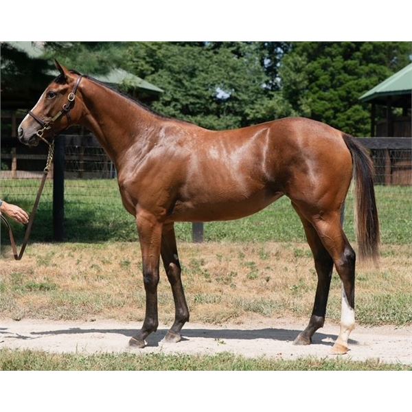 Filly Amis Gizmo La Malaguena