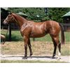 Image 1 : Filly Amis Gizmo La Malaguena