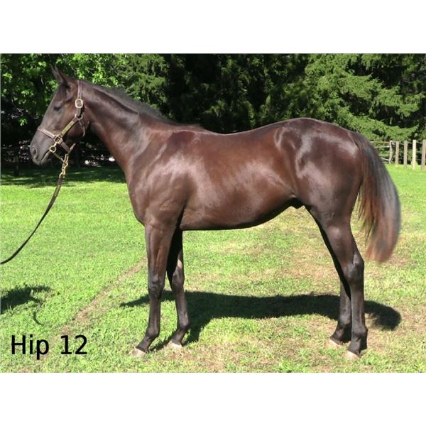 Colt Silent Name (JPN) Lido Key