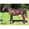Image 1 : Colt Silent Name (JPN) Lido Key