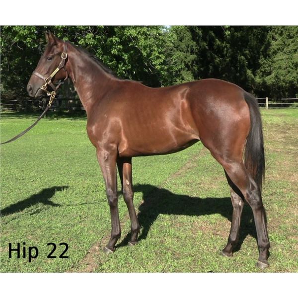 Filly Silent Name (JPN) Maritime Breeze