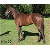 Image 1 : Filly Silent Name (JPN) Maritime Breeze