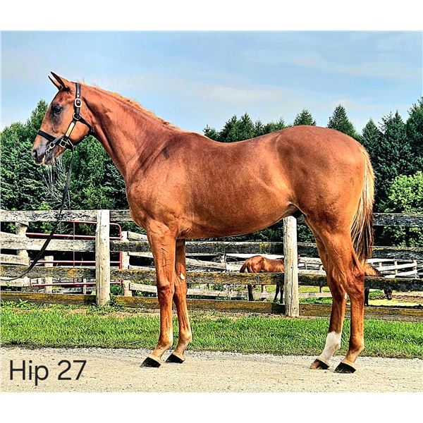 Colt Avie's Flatter Miss Danielle