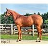 Image 1 : Colt Avie's Flatter Miss Danielle