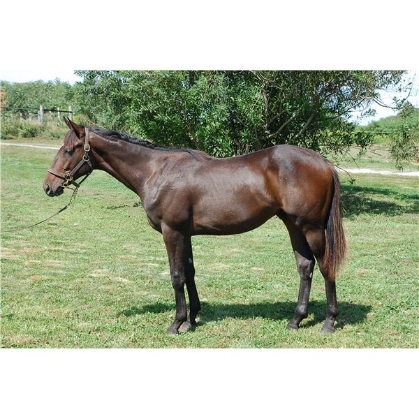 Colt Nashville Renata
