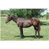 Image 1 : Colt Nashville Renata