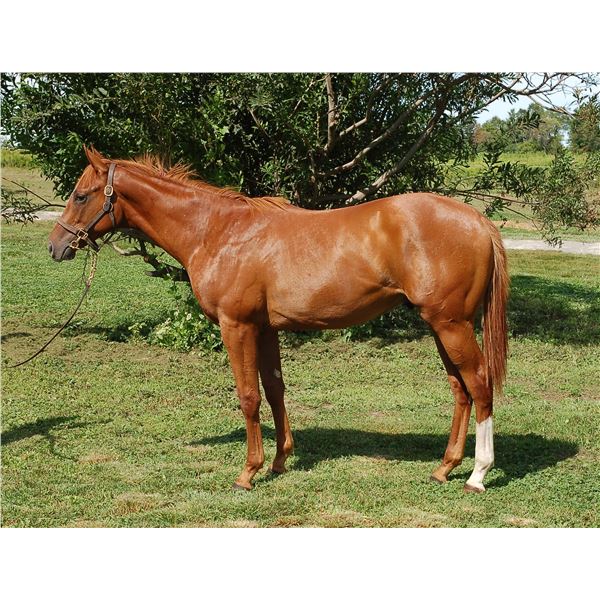 Colt Hard Spun Sweet Kitten