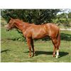 Image 1 : Colt Hard Spun Sweet Kitten
