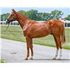 Image 1 : Colt Speightstown Travieza