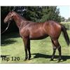 Image 1 : Filly Souper Speedy Zelkova
