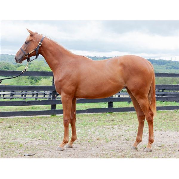 Filly Country House A.A. Rusalka