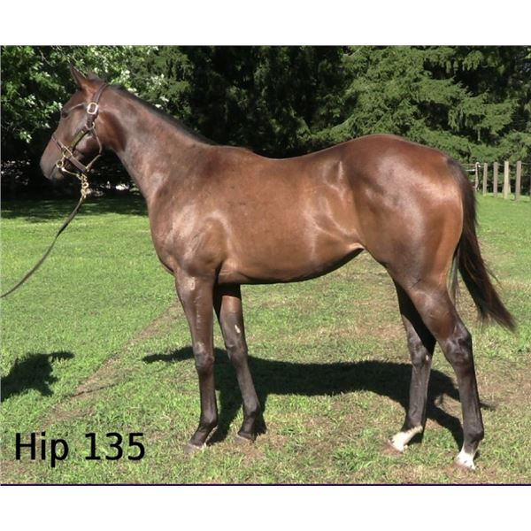 Filly Souper Speedy Awesome Mariner