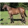 Image 1 : Filly Souper Speedy Awesome Mariner