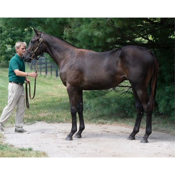 Filly Army Mule Bossy Saratoga