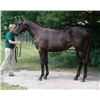 Image 1 : Filly Army Mule Bossy Saratoga