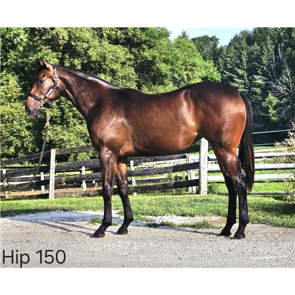 Filly Souper Speedy Bright Lights Up