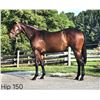 Image 1 : Filly Souper Speedy Bright Lights Up