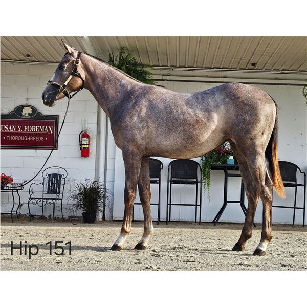 Filly Flameaway Cairo Express