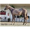 Image 1 : Filly Flameaway Cairo Express