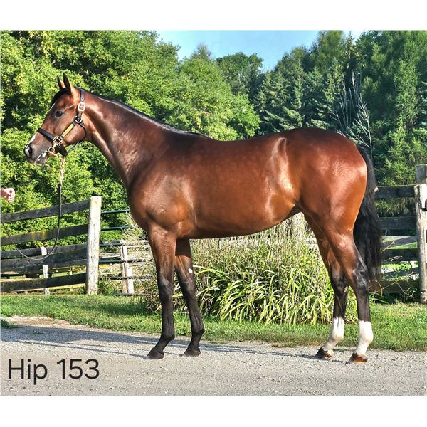 Filly Oxbow Carat's Song